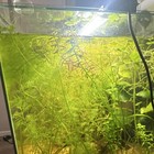 Live Hornwort  Moss   Etc freshwater Aquarium Plant - Beginner Friendly Tropical