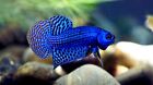 1 Male - Live Betta Fish High Quality Wild Betta Alien Blue - Usa Seller
