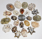 Limpets Natural Sea Shell Mix Art Craft From Japan