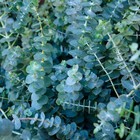 50 Pcs Aromatic Eucalyptus Tree Seeds     Heirloom Evergreen Plant  Quick Germi   