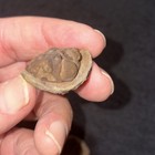 Fossil Trilobite Eldridgeia Venustus Devonian Bolivia Pos   Neg  2 Pieces 