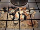 10 Rainbow Chicken Hatching Eggs     Purebred barnyard Rare Mix