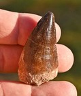 Mosasaur Tooth 1 99   From Morocco   2