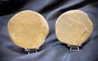 Sand Dollar Fossil Bundle