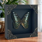 Real Butterfly Mounted Box Framed Insect Taxidermy Entomology Collection