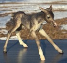 Breyer Horse  1324 Color Crazy Susecion Le Fire Chestnut Version Foal Only