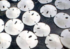 24 Small White Florida Sand Dollars  tiny Size  1 - 1 1 2   Coastal Art Crafts
