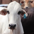 100 Pcs Blank Cattle Ear Tags Tpu Livestock Identification Cards For Cattle