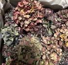 30 Dried Hydrangea Flowers Blue Green Purple Pink Cream Diy Wreaths Wedding 2025