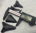 Over 500 Carolina Fossil  Shark Teeth Many Species Megalodon   Crow   Id Chart