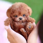 Realistic Robot Puppy Toy For Children  Milow Robotic Dog Toy For Kids Gifts   