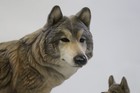 Large Y2k  close To Home  Wolf Sculpture Mill Creek Studios Resin Wolves 9 5x13