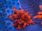 Black Widow        rainbow      Bubble Tip Anemone  Bta  Wysiwyg - Clown Hosting Coral