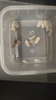 25 Cubaris Marina    glacier     Isopods  will Include Overcount 