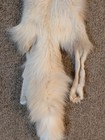Rare Big Ranch Pink Fox Hide Pelt Freshly Tanned  Luxurious Fur 4 Legs