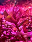 Rotala Macranda Mini Pink - Buy3get1free - Live Red Aquarium Plant