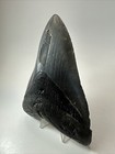 Megalodon Shark Tooth 5 50 Inch - Large - Authentic Fossil - Black 18579