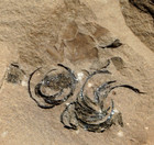 Very Rare Archnid Spider   With Spiral Cocoon In Nodule Not Mazon Creek  From Uk