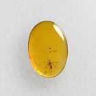 Neuroptera In Burmese   Burmite Amber Fossil   100  Genuine Amber