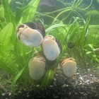 X20 Pack Massive Adult Mystery Snails Aquarium Freshwater Aquatic Adult Algae