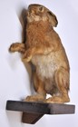 Vintage Hare Taxidermy Standing Full Body Mount Wall Old Rabbit Wooden Shelf
