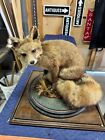 Red Fox Taxidermy Full Body Mount Cabin Camp Man Cave Home Office Den Decor
