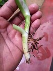 4pcs Rare Monstera Albo Rooted Cutting Highly Variegated Halfmoon Node Cuttings