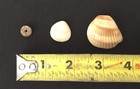 Native American Trade Bead And Seashells