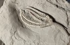 Detailed Crinoid   Histocrinus Coreyi  Mississippian  Crawfordsville  Indiana