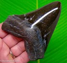 Megalodon Shark Tooth Real Fossil 4 21    Big No Restorations Megladon Teeth