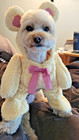 Walking Teddy Bear Pet Costume For Dogs   Cats  Small - Halloween -rubies Brand