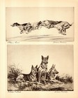 Antique German Shepherd Print Vintage Diana Thorne Wall Art Decor 6888m