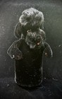 Vintage Steiff Hand Puppets Snobby Poodle And Bully Bulldog  Mohair