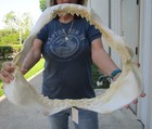 Massive 21  Tiger Shark Jaw  Shark Teeth  Sharks  52222