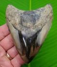 4 33    Megalodon Shark Tooth Real Fossil No Restorations Sharks Teeth