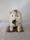 Homemade Taxidermy Creature With Eyes Fun Funny Unique Collectible Animal 