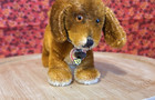 Vintage Steiff Mohair Dog Bazi With Chest Tag And Button