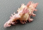 Pendant Murex Seashell Chicoreus Aculeatus  1 Shell Approx  1 25  Inches 