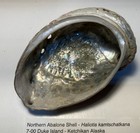 Haliotis Kamtschatkana   106 Mm  Pinto northernabalone  Great Shape  Coll Se Ak