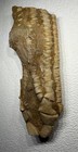 Phacelocrinus Longidactylus Crinoid Calyx   Arms Alabama Fossil 3d J8