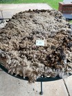 Targhee Raw Wool Fleece  10  Lt Gray-dark Gray