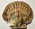 Patinopecten Caurinus  Weathervane Scallop  Great Shape   180 Mm 