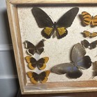 18 Real Butterfly Moth Display Taxidermy Glass Shadow Box Frame 22x13 Estate 3