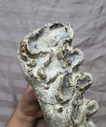 Rare Huge Gomphothere Mammal Fossil Tooth Platybelodon