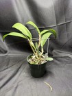 Cattleya Cruella Orchid Rare Hybrid Blooming Size 4    Pot