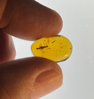 A101 Bu3524 Rare Webspinner Embioptera In Nice Burmese Amber Burmite 99mya