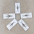 Water Scorpion Ranatra Longipes  Specimen Entomology Oddities Curiosities Craft