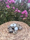 Mix Color Quail Hatching Eggs 12 Eggs 