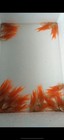 Live Betta Fish -paradise Fish  gold Red  1 Pair
