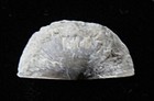 Brachiopod-sowerbyella Rugosa- Ordovician- Cincincinnati  Ohio